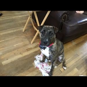 Meet your Posher, Holly